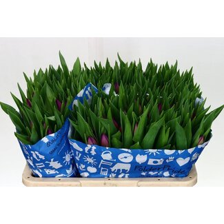 Freshy Tulp enkel Gomera