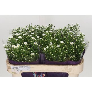 Freshy Aster Paquita