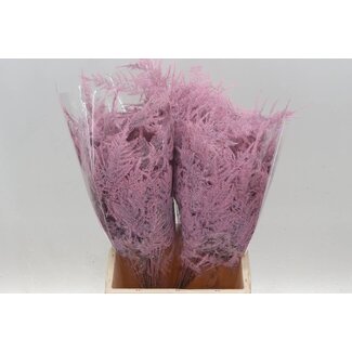 Freshy Asparagus Kort Licht Rose