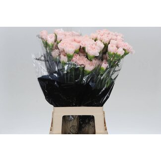 Freshy Anjer Lang Charisma