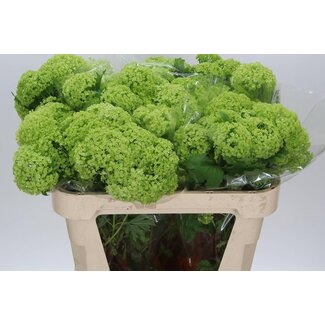 Freshy Sneeuwbal 3 Kop