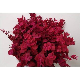 Freshy Eucalyptus Cinerea Col Cerise 250gr (p. bos)