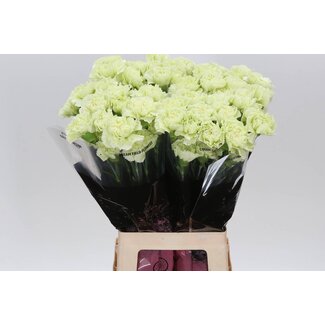 Freshy Anjer Lang Prado Mint