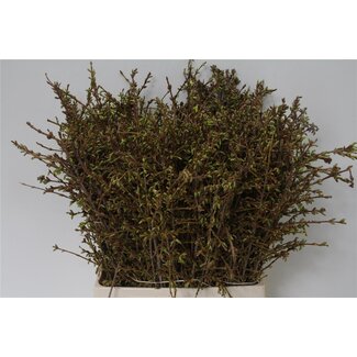 Freshy Forsythia I Spectabilis