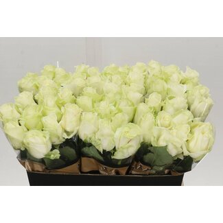 Freshy Rosa Avalanche Optimum