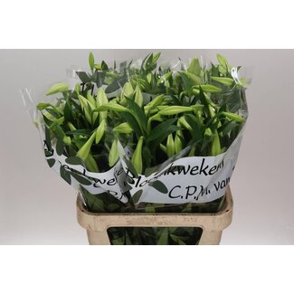 Freshy Lelie Longi Aqua White Heaven 3 Bloem