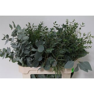 Freshy Eucalyptus Mix 300gr (p. bos)