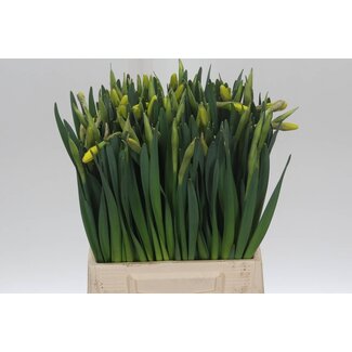 Freshy Narcis G Pinza