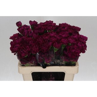 Freshy Anjer Kort Golem