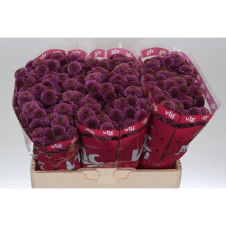 Freshy Chrysant santini Doria