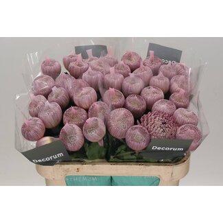 Freshy Chrysant deco Couture