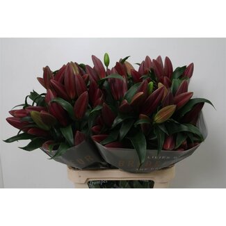 Freshy Lelie Oriental Aqua Lasting Love