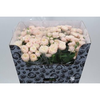 Freshy R tros Royal Blush