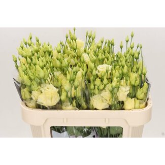 Freshy Eustoma Gevuld Alissa Geel