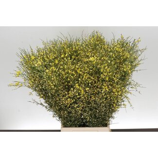 Freshy Ginster Geel 400gr (p. bos)