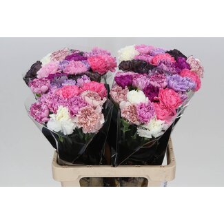 Freshy Anjer Lang Mix Lavendel