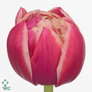 Freshy Tulp dubbel Columbus