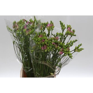 Freshy Freesia dubbel Rosario