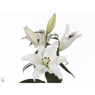 Freshy Lelie Oriental Aqua Pathos