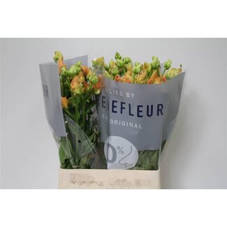 Freshy Lelie Longi x Aziatic Aqua Tintoretto