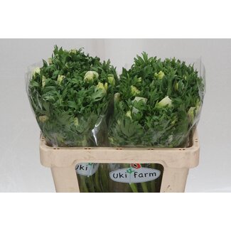 Freshy Anemone Co Galil Wit