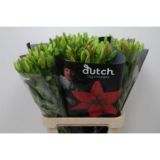 Freshy Lelie Longi x Aziatic Aqua Ducati