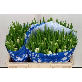 Freshy Tulp dubbel Northcap