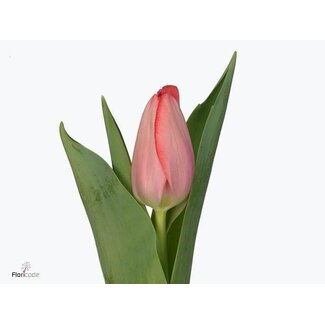 Freshy Tulp enkel Vingino