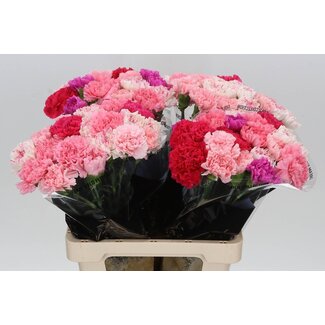 Freshy Anjer Lang Mix Pink