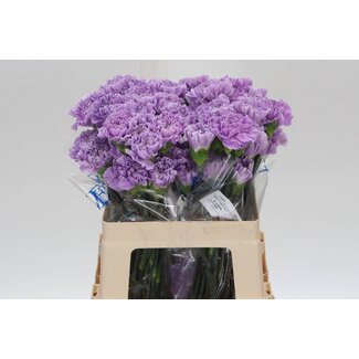 Freshy Anjer Kort Fl Moonaqua