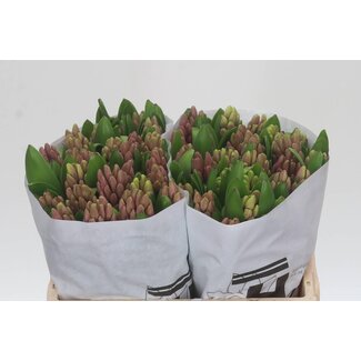 Freshy Hyacinth Anna Liza Ex