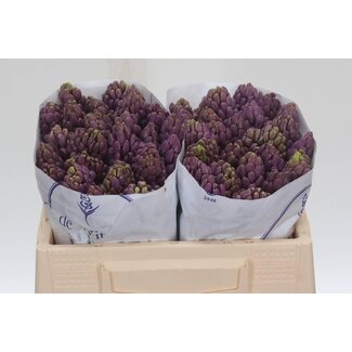 Freshy Hyacinth Purple Star