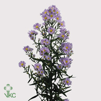 Freshy Aster Cassandra