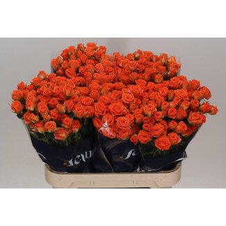 Freshy R tros Picanto