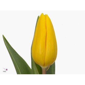 Freshy Tulp enkel Strong Gold