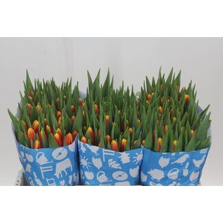 Freshy Tulp enkel Denmark