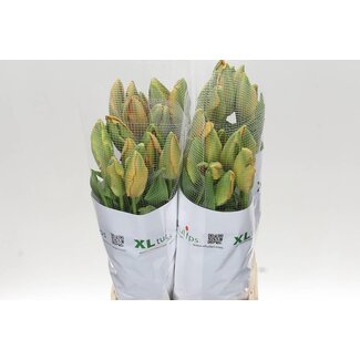 Freshy Tu. Pa Avignon Parrot (frans)