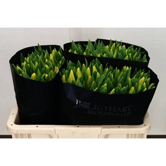 Freshy Tulp enkel Lemon Ice