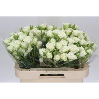 Freshy R tros Snowflake