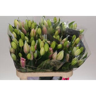 Freshy Lelie Oriental Du Aqua Rl Viola