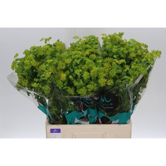 Freshy Bupleurum Rotundifolium