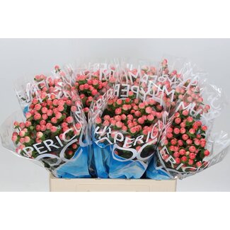 Freshy Hypericum Coco Tiamo