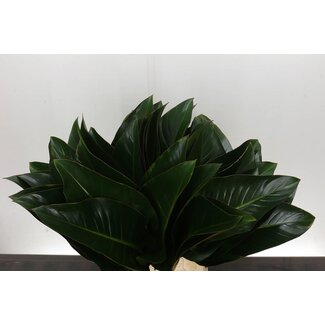 Freshy Philodendron Red Beauty