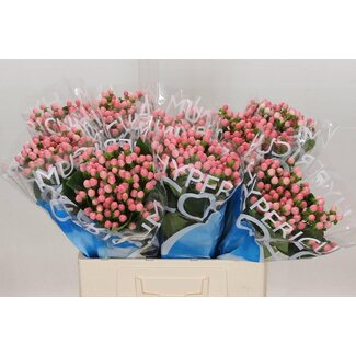 Freshy Hypericum Coco Casino