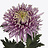 Fleurs fraîches A - C
