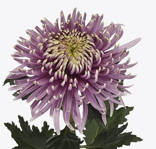 Verse Bloemen A - C: Een Fris Begin voor Professionals | B2B Flowers