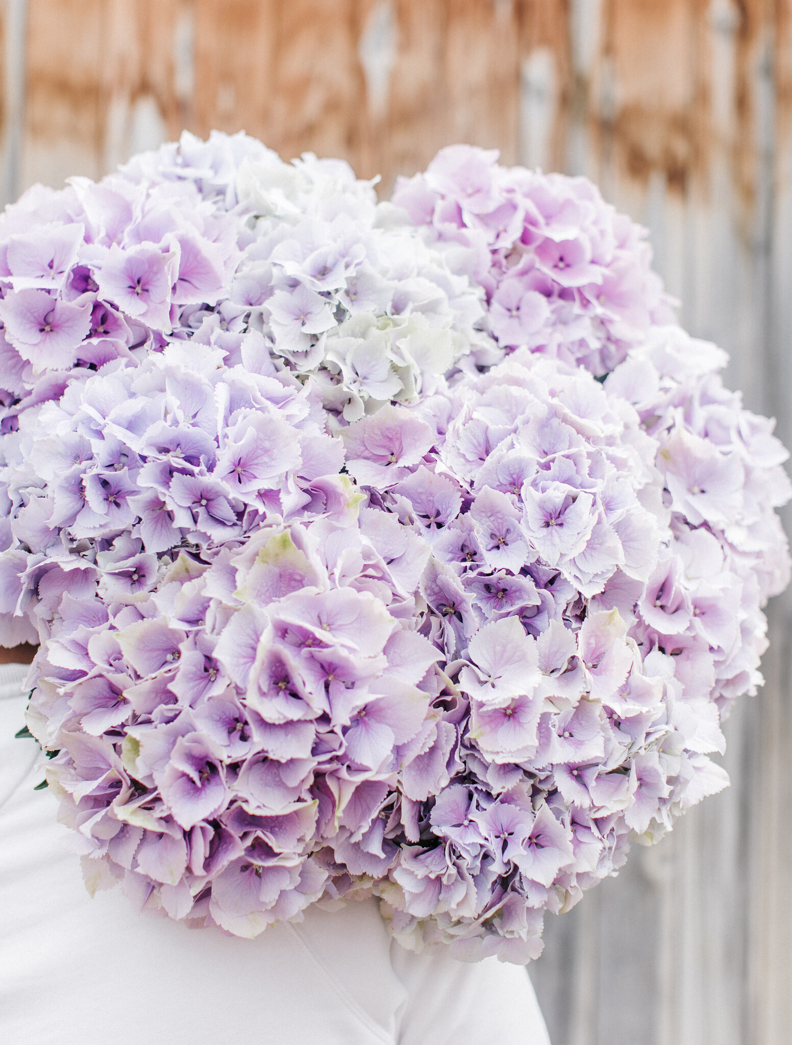 Verse Bloemen D - K: Topkwaliteit & Vers | B2B Flowers