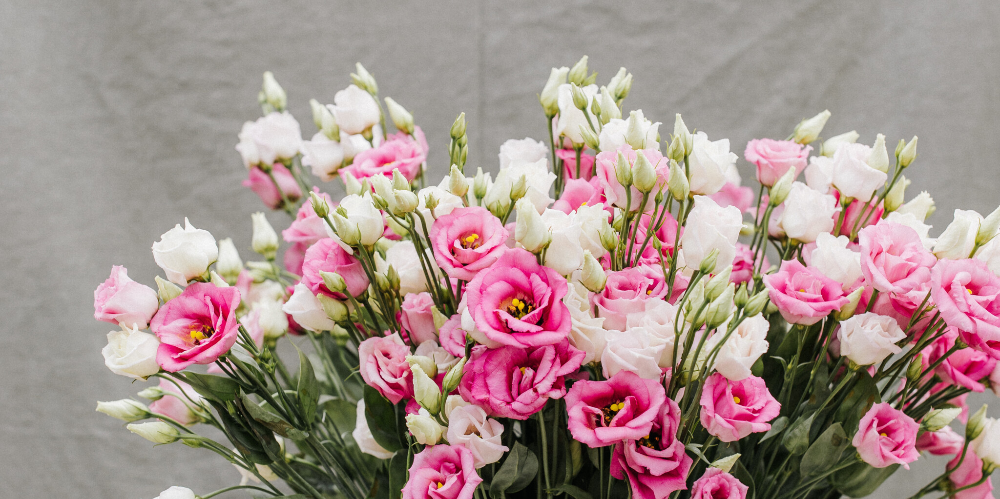 Fresh Flowers L - O: Stylish Selection | B2B Flowers