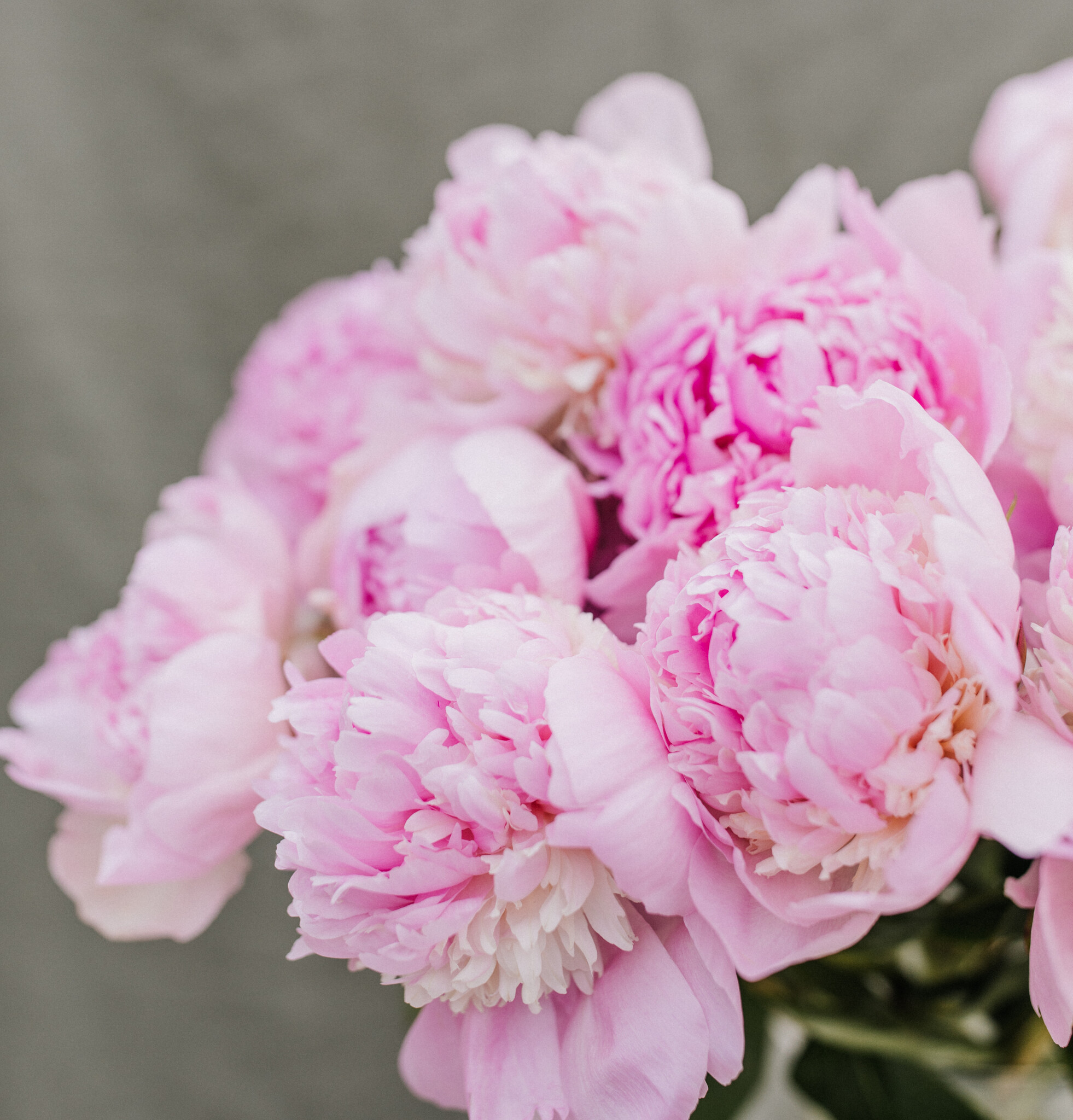 Verse Bloemen P - Z: De Mooiste Afsluiters voor B2B | B2B Flowers