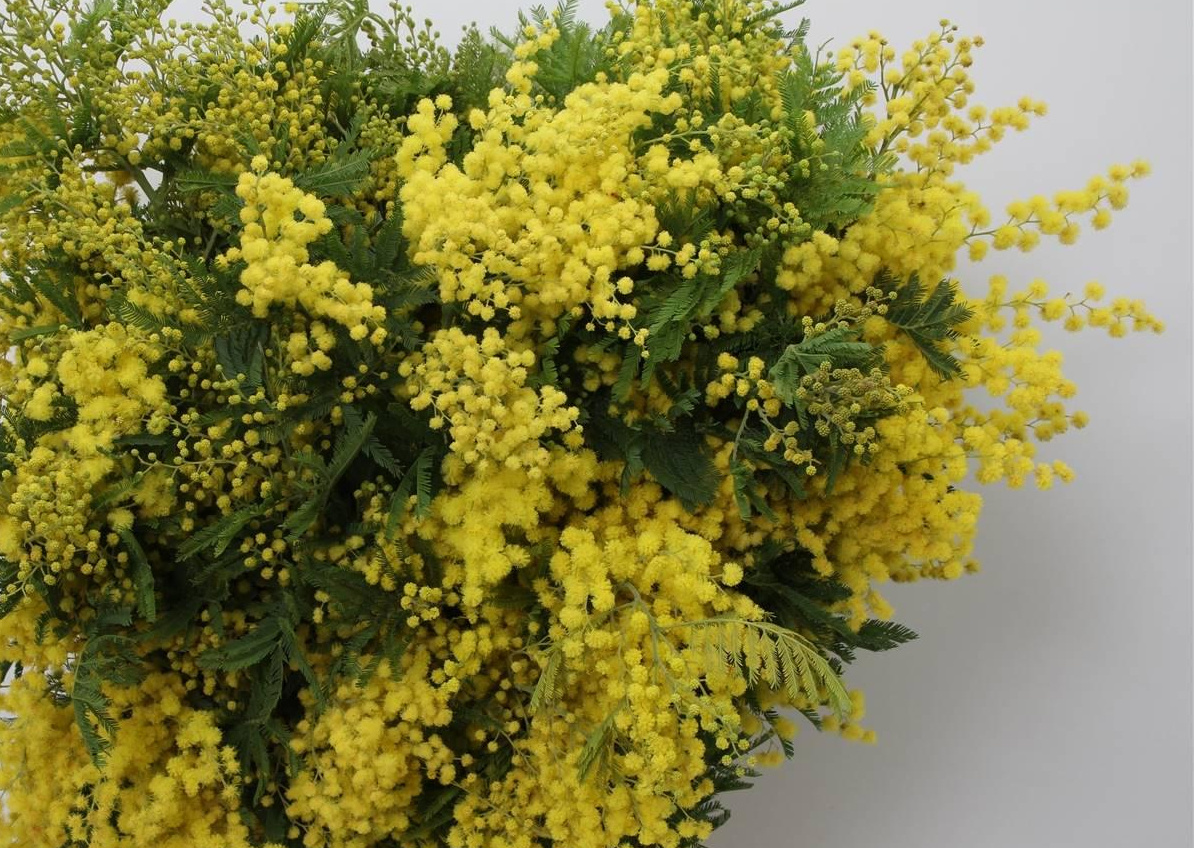 Acacia (Mimosa): Stralende Voorjaarsgeur voor B2B | B2B Flowers